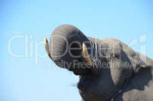 Elefanten Simbabwe (35)