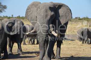 Elefanten Simbabwe (36)