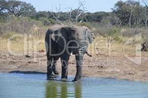 Elefanten Simbabwe (5)