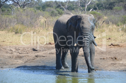 Elefanten Simbabwe (6)
