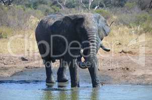 Elefanten Simbabwe (7)