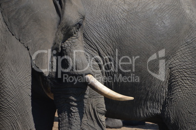 Elefanten Simbabwe (8)