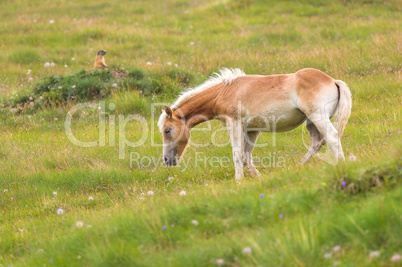 Palomino horse grazing