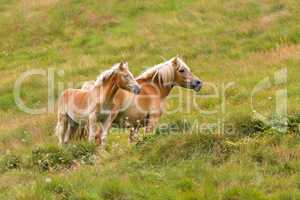 Palomino horse and her colt