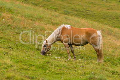 Palomino horse grazing