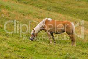 Palomino horse grazing