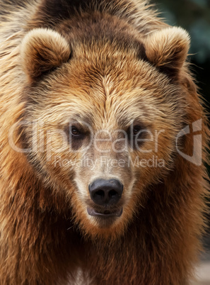 male brown bear looks to the camera in portrait