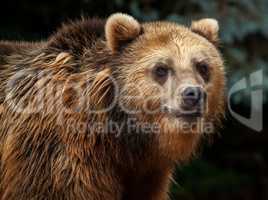 male brown bear looks to the camera