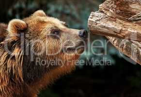 male brown bear snuffles on piece of wood