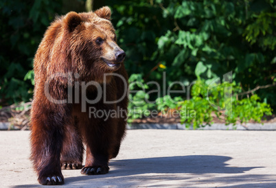 brown bear walks arround in his territory