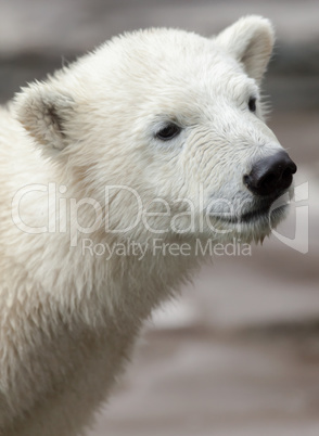 young polar bear portrait