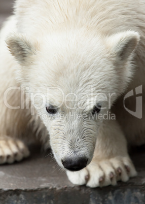 young polar bear portrait