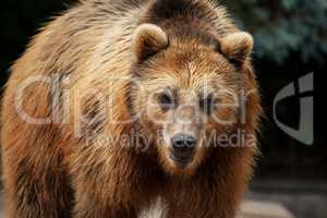male brown bear walks arround in his territory
