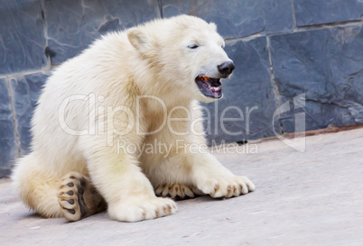 young polar bear sits on the ground and eats