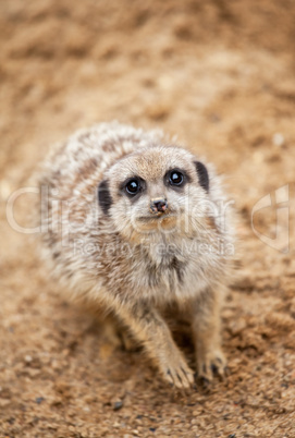 meerkat sits on sand and looks to the camera