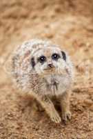 meerkat sits on sand and looks to the camera