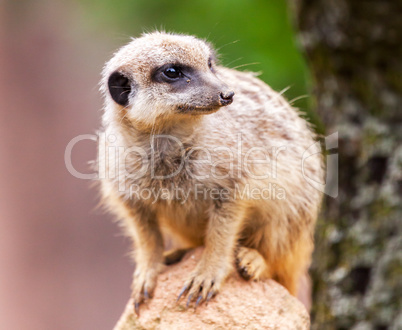 meerkat sits on stone and looks to the right