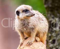 meerkat sits on stone and looks to the right