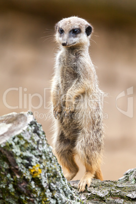 meerkat sits on wood and looks to the ground