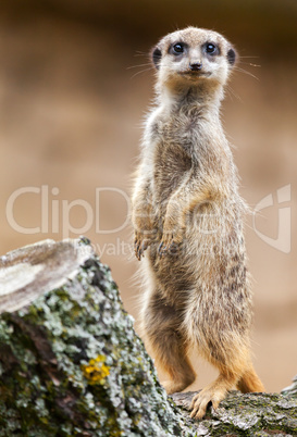 meerkat stands on wood and looks to the camera