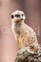 one meerkat sits on wood and looks to the right