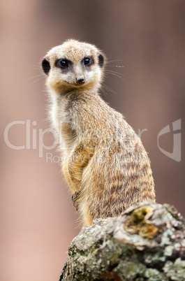 one meerkat sits on wood and looks to the camera