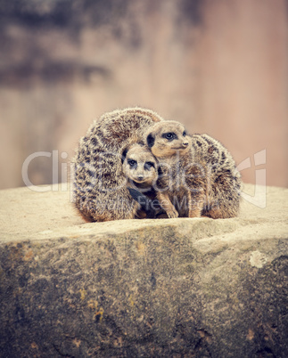 three meerkats huddle together on a stone