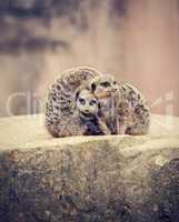 three meerkats huddle together on a stone