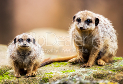 two meerkats sitting on stone and looking to the camera