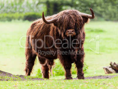 Highland cattle bull