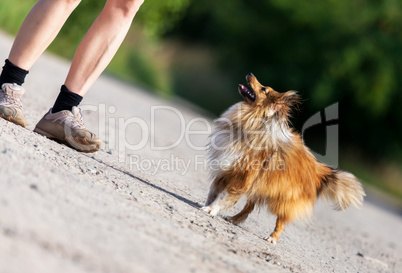 shetland sheepdog looks to his owner