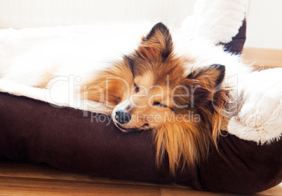 shetland sheepdog sleep in dog basket
