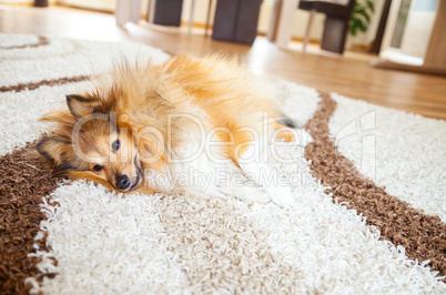 relaxed shetland sheepdog on carpet
