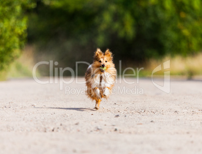 running shetland sheepdog with ball in mouth