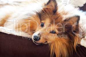 shetland sheepdog lies in dog basket and looks to the camera
