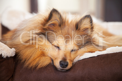 shelty dog sleeps in dog basket