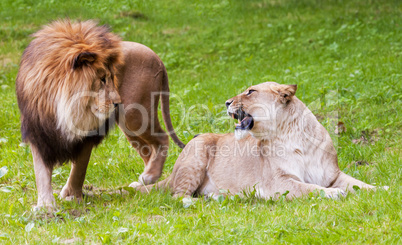 lion and lioness