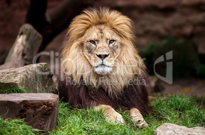 lion portrait, lion looks in the camera