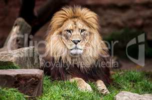 lion portrait, lion looks in the camera