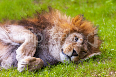 lion lies on grass and looks in the camera