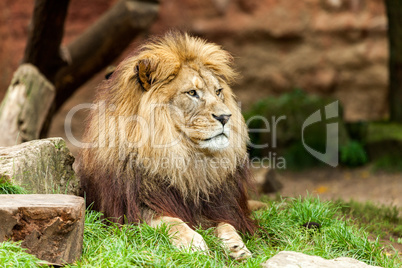lion lies on grass and looks to the right