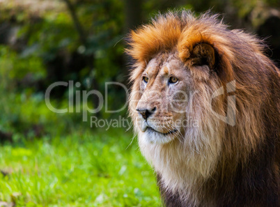 lion looks to the left in a portrait