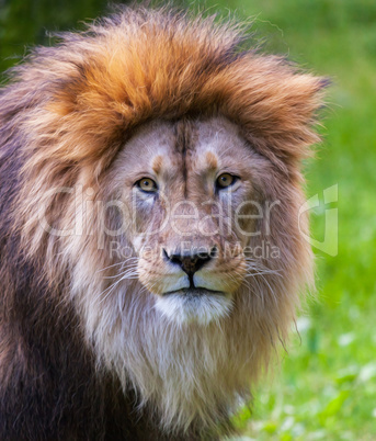 lion looks into the camera in portrait