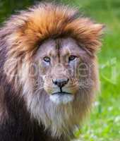 lion looks into the camera in portrait