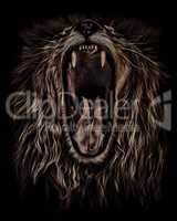 lion roars, portrait in oil colour