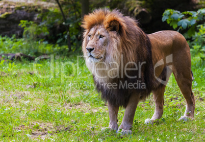 lion stands on grass and looks to the left