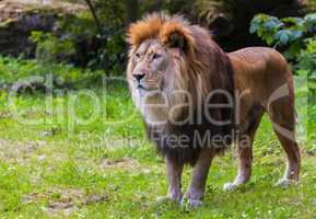 lion stands on grass and looks to the left