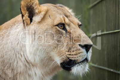 lioness in a compound