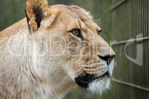 lioness in a compound