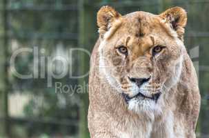 lioness in compound